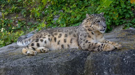 Photo sur Plexiglas Léopard Snow leopard (Uncia uncia) fixes his prey