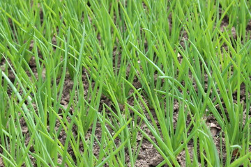 Background from green young onions growing in the ground