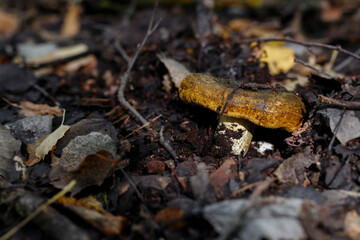 black gruzd grows in autumn in the forest close-up
