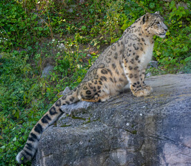 Snow leopard (Uncia uncia) fixes his prey