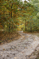 autumn forest and road. autumn background