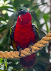 A purple-naped lory sitting on a branch