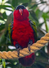 A purple-naped lory sitting on a branch