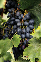 blue grapes in autumn close-up