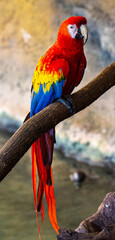 Scarlet macaw  (Ara macao) is a large, red, yellow and blue South American parrot © karlo54