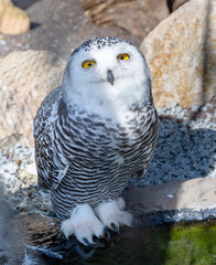 The snowy owl, Bubo scandiacus