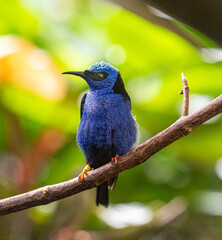Red-legged Honeycreeper male (Cyanerpes cyaneus) perched on a branch