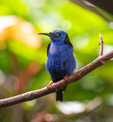 Red-legged Honeycreeper male (Cyanerpes cyaneus) perched on a branch
