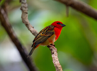 Red fody (Foudia madagascariensis) perched on a branch