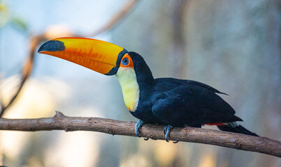 Toco toucan on branch
