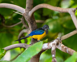 Golden breasted Starling, Cosmopsarus regius, Glossy Starling. Living in Somalia, Ethiopia, Eastern Kenya, Northeast Tanzania.
