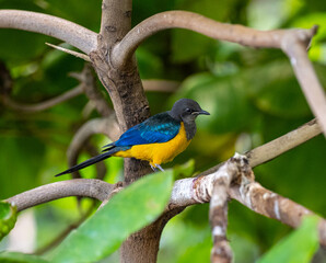 Golden breasted Starling, Cosmopsarus regius, Glossy Starling. Living in Somalia, Ethiopia, Eastern Kenya, Northeast Tanzania.