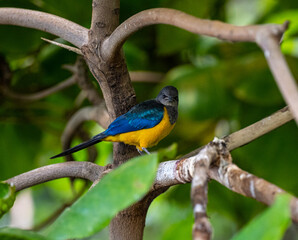 Golden breasted Starling, Cosmopsarus regius, Glossy Starling. Living in Somalia, Ethiopia, Eastern Kenya, Northeast Tanzania.