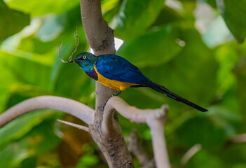 Obraz premium Golden breasted Starling, Cosmopsarus regius, Glossy Starling. Living in Somalia, Ethiopia, Eastern Kenya, Northeast Tanzania.