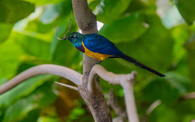 Golden breasted Starling, Cosmopsarus regius, Glossy Starling. Living in Somalia, Ethiopia, Eastern Kenya, Northeast Tanzania.