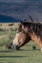 Head of a bay Mono Lake wild horse viewed from the side, in the landscape, with mountains in the background and sky copy-space