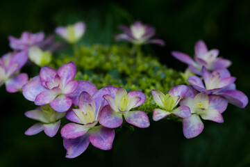 初夏のあじさいの花　千葉県　日本