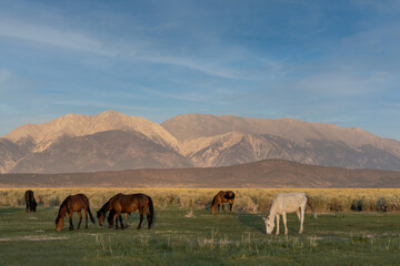 Mono Lake wild horses grazing in the morning in a meadow, with mountains in the background,...