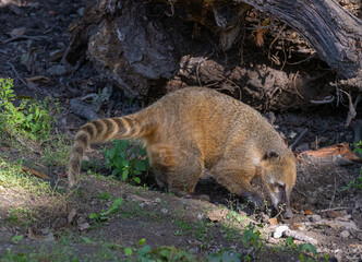 South American coati or ring-tailed coati (Nasua nasua)