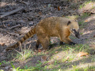 South American coati or ring-tailed coati (Nasua nasua)