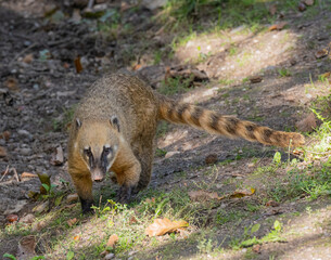 South American coati or ring-tailed coati (Nasua nasua)