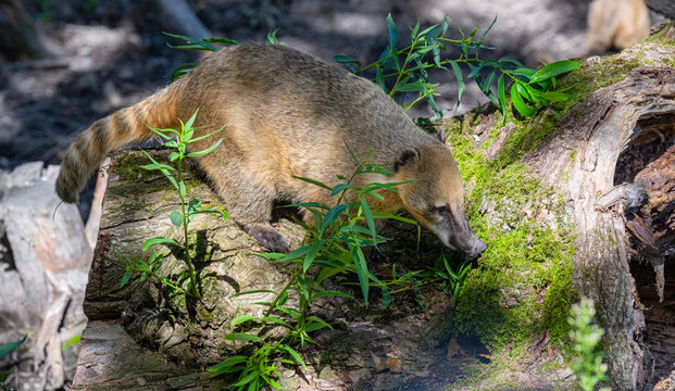 South American coati or ring-tailed coati (Nasua nasua)