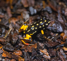 Brazil-nut poison frog (Adelphobates castaneoticus)