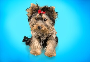 One cute little dog, puppy sitting on the floor with stuck out tongue