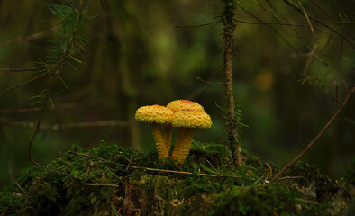 Mushrooms grow on stump covered with green moss. Forest, Nature, background, texture, Plants, Wallpaper, toadstool 