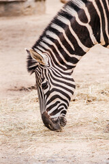 Fototapeta na wymiar Detail of a zebra, of the genus Equus typical of Africa.