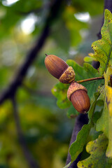 acorns on an oak branch in mid-autumn
