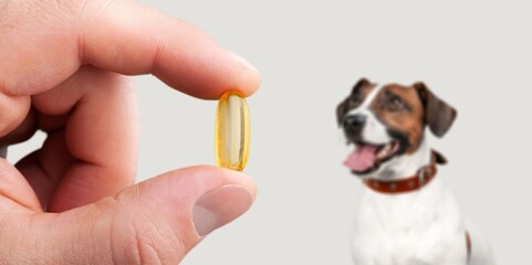 Sick dog waiting gets pill from the hand of owner or doctor.