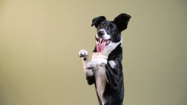 the Border Collie is waving its paw. dog indoors. happy pet against the background of a green wall 