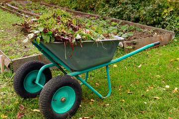 Final garden work of autumn. wheelbarrow in the garden full of dry leafs and branches. Autumn garden theme. Wheelbarrow into which garden has has been putting results of seasonal cut-backs