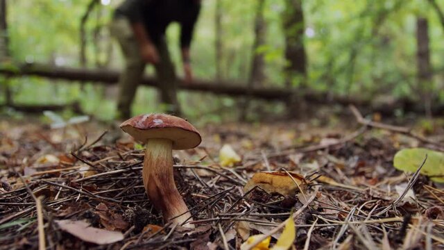 Ripe bay bolete mushroom (badius) in the autumn forest, blur mushroom picker cuts a mushroom on a  background. 