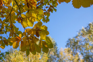 Autumn background. Yellow oak leaves on a blue sky background with copy space.