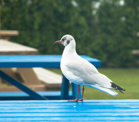 European Herring Gull sitting on a blue table. Friesland, Netherlands.