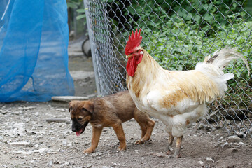 White Betong Chickken and baby brown dog in dry garden