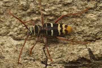 Dorsal closeup on a female of a rare and colorful longhorn beetle, Plagionotus detritus