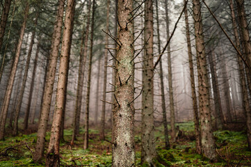 Fototapeta na wymiar Trail through a mysterious dark old spruce forest in fog.