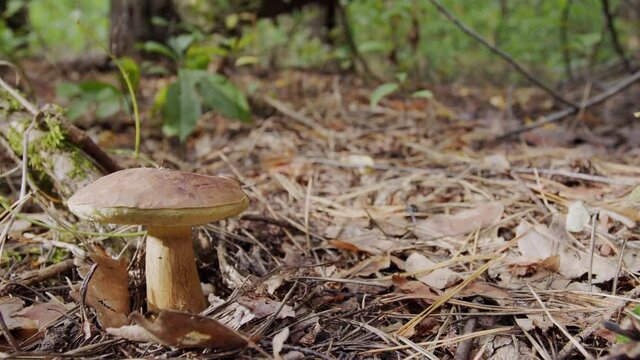 Ripe two bay bolete mushrooms (badius) in the autumn forest, the hand of a mushroom picker cuts a bay bolete mushrooms with a mushroom knife.