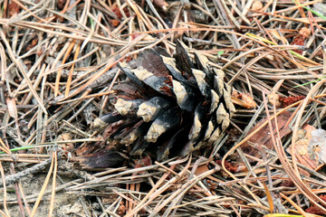 Pine cone on the ground, dry pine cone on the forest floor