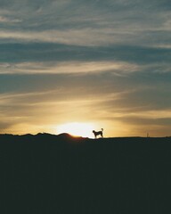 Obraz na płótnie Canvas silhouette of a dog on the sunset