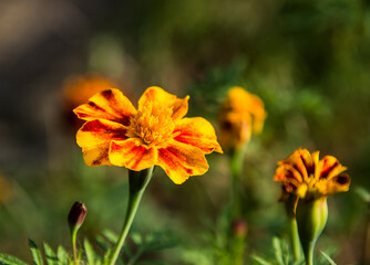 im Botanischen Garten