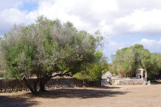 Site pr&eacute;historique de Talat&iacute; de Dalt, Minorque