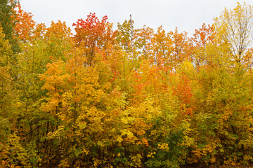 Fototapeta premium Autumn landscape. The sunlight falls on a red-yellow-green grove of trees and shimmers with gold. Beautiful autumn. Colors of autumn. Gray sky.