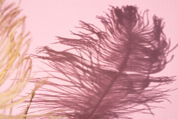 Shadow of an ostrich feather on a pink background. Top view, place for text.