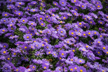 Obraz premium Astern im Botanischen Garten