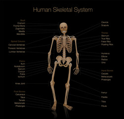 Skeleton anatomy - human skeletal system chart - labeled with most important bones like skull, spinal column, pelvic, thorax, ribs, sternum, hand and foot bones, clavicle, scapula. Black background.
