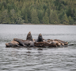 sea lions resting on a rock